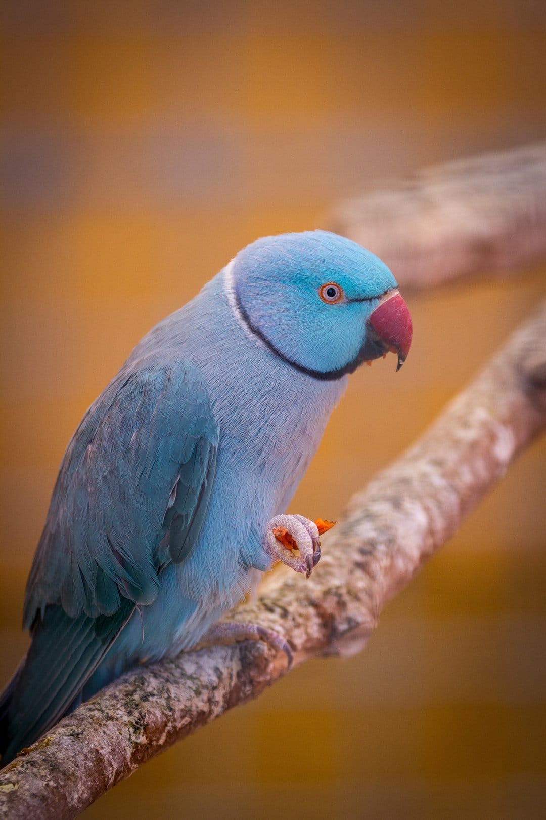 Turquoise ringneck parrot with a red beak and orange eye grips a textured branch against a blurred yellow background.