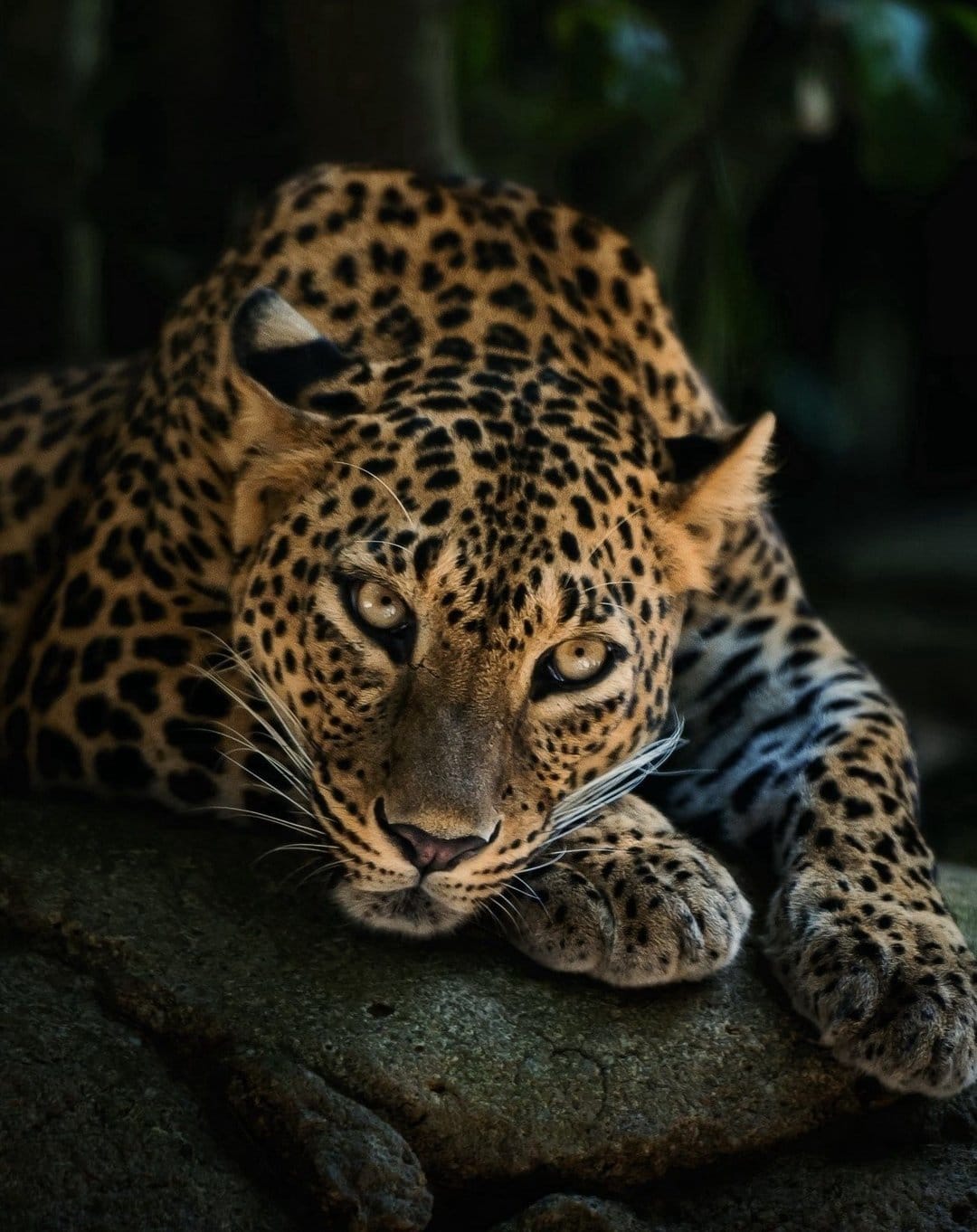 Leopard with yellow eyes and spotted fur lies on a dark rock, its paws visible against the textured stone.
