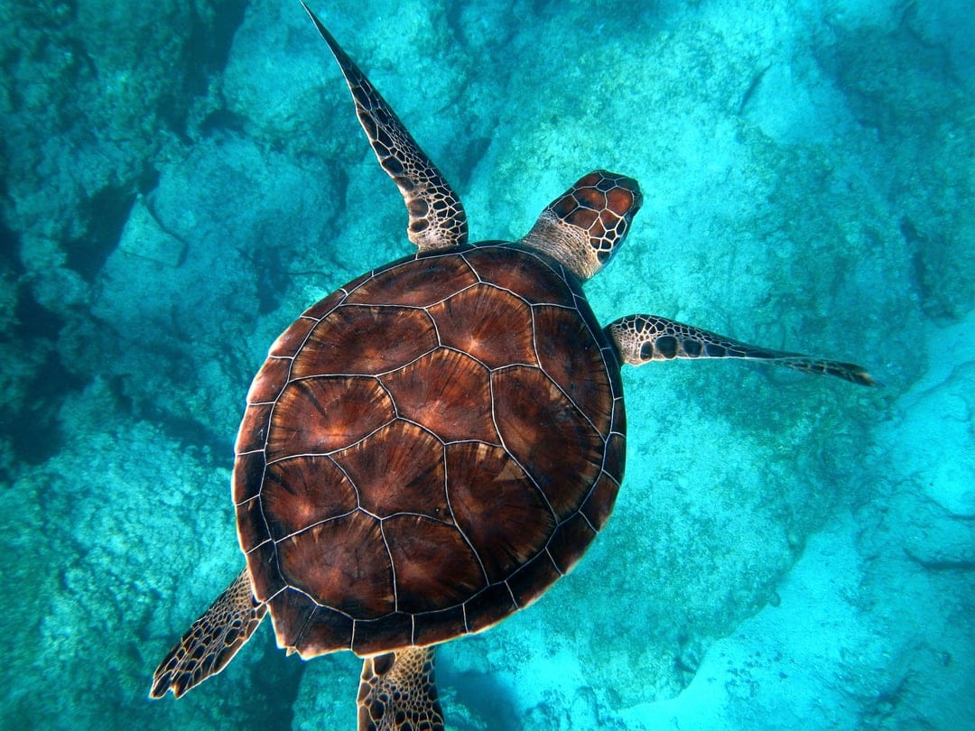 Sea turtle with a patterned shell swimming over rocky seabed through clear blue water from an overhead view.
