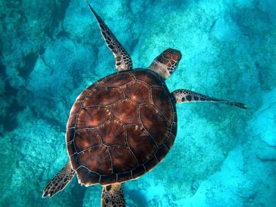 Tortoises wallpaper,Tortoises,Tortoises background,water,Tortoises wildlife