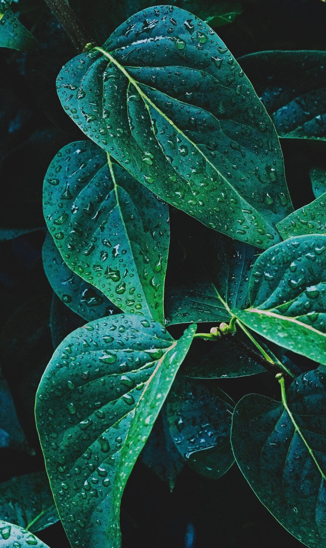 Crystalline water droplets sit on dark green leaf veins, reflecting soft light in a macro nature close-up.