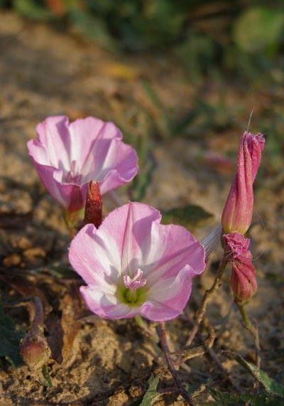 Pink bindweed flowers with white striped petals bloom in dry sand beside coiled green buds and foliage.