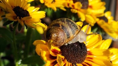 coneflower,snail,summer,free background,bloom,wildlife,flower wallpaper,laptop wallpaper,flower background,4k wallpaper,nature,to crawl,slow,yellow,flower,desktop backgrounds,blossoms,4k wallpaper,beautiful wallpaper,mucus