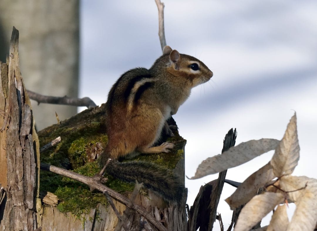 Eastern chipmunk with striped fur perches on a mossy log against a blurred winter forest background.