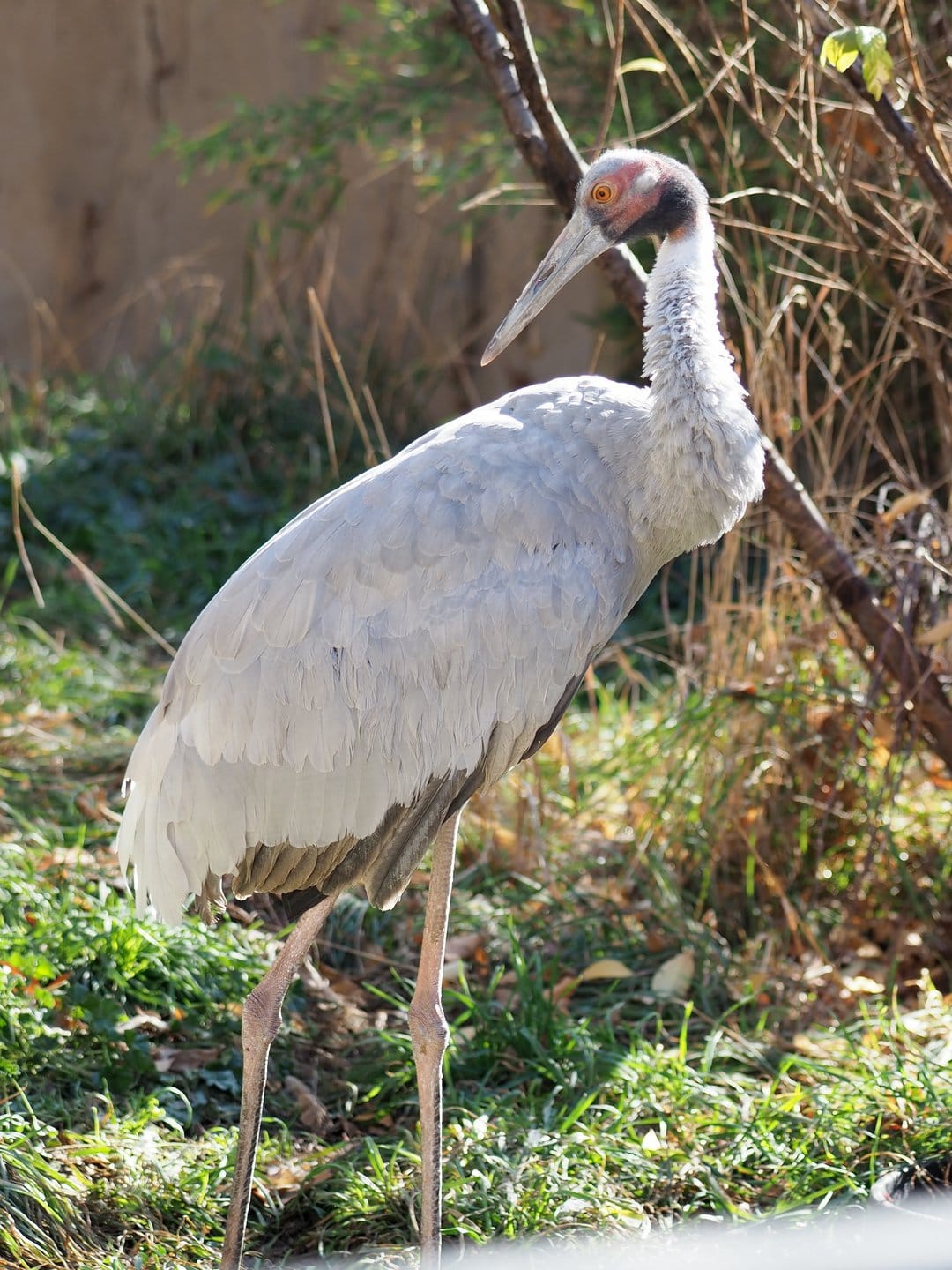 Brolga crane with gray plumage and red facial skin stands in sunlit green grass with blurred trees behind.