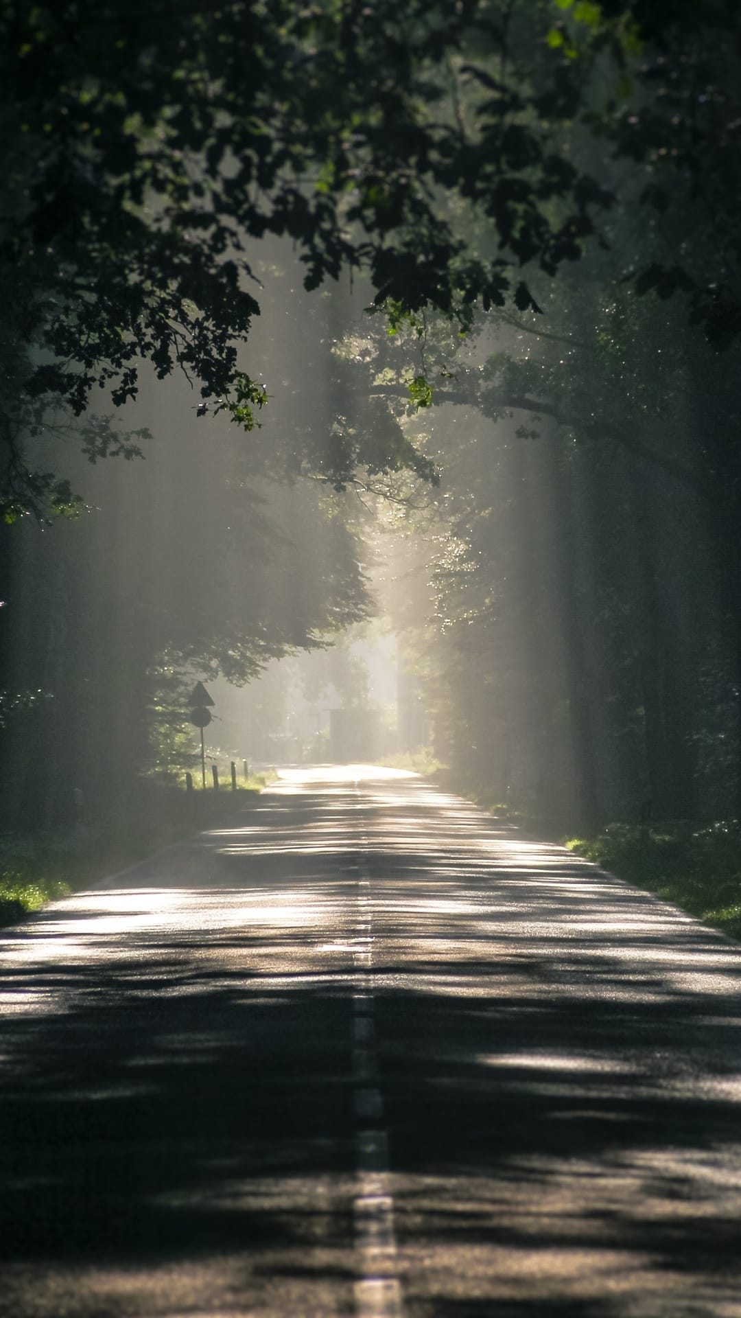 Sunlight beams cut through a dense tree canopy over a straight road with morning mist on the asphalt surface.