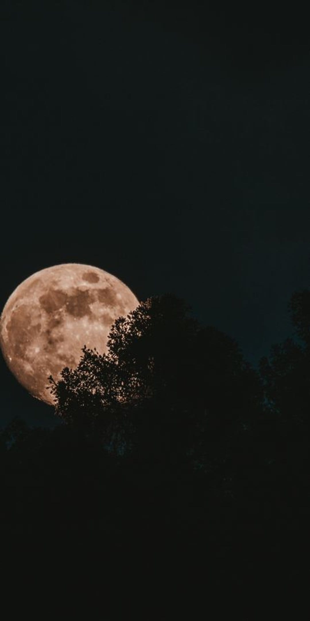 Reddish orange full moon rises above a dark silhouetted forest treeline against a deep indigo night sky.