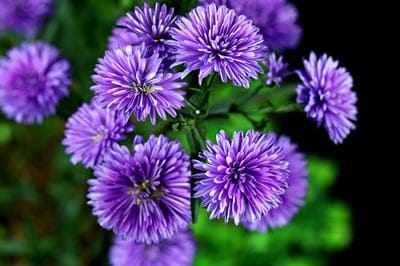 Purple aster flowers with thin delicate petals and yellow centers against a blurred dark green background.