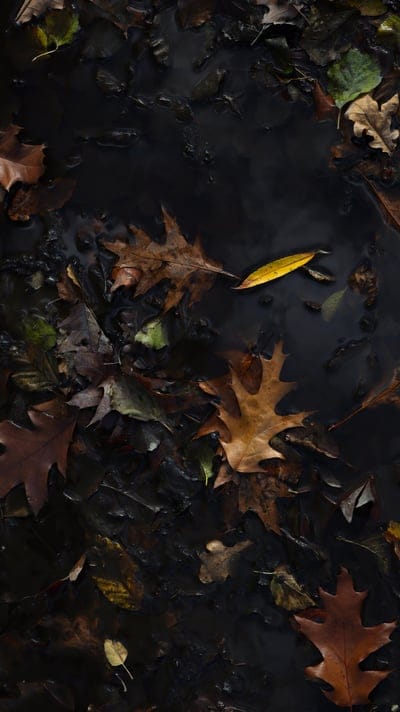 autumn,ipad wallpaper,samsung wallpaper,leaves,iphone wallpaper,beautiful wallpaper,wallpaper,nature,foliage,fall,fallen leaves,mobile wallpaper 4k,lock screen wallpaper,contrast,mobile wallpaper,ground,phone wallpaper,mud