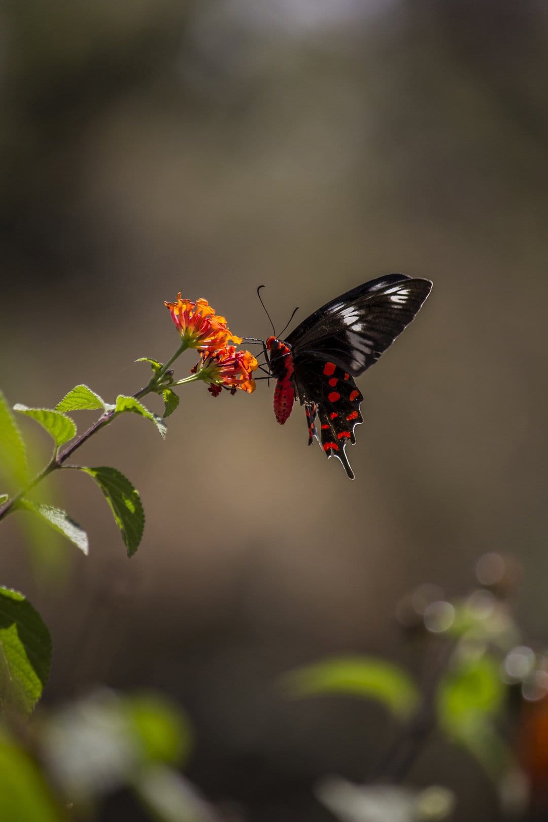 Black butterfly with red spots perches on orange flower clusters against a soft green bokeh background.