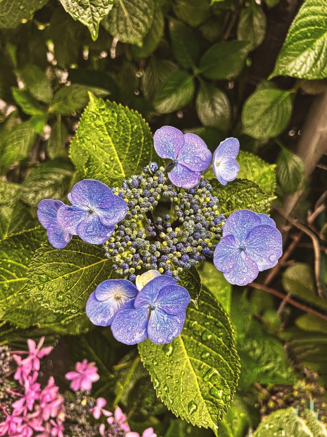 Purple hydrangea petals covered in clear water droplets against a blurred background of dark green leaves.