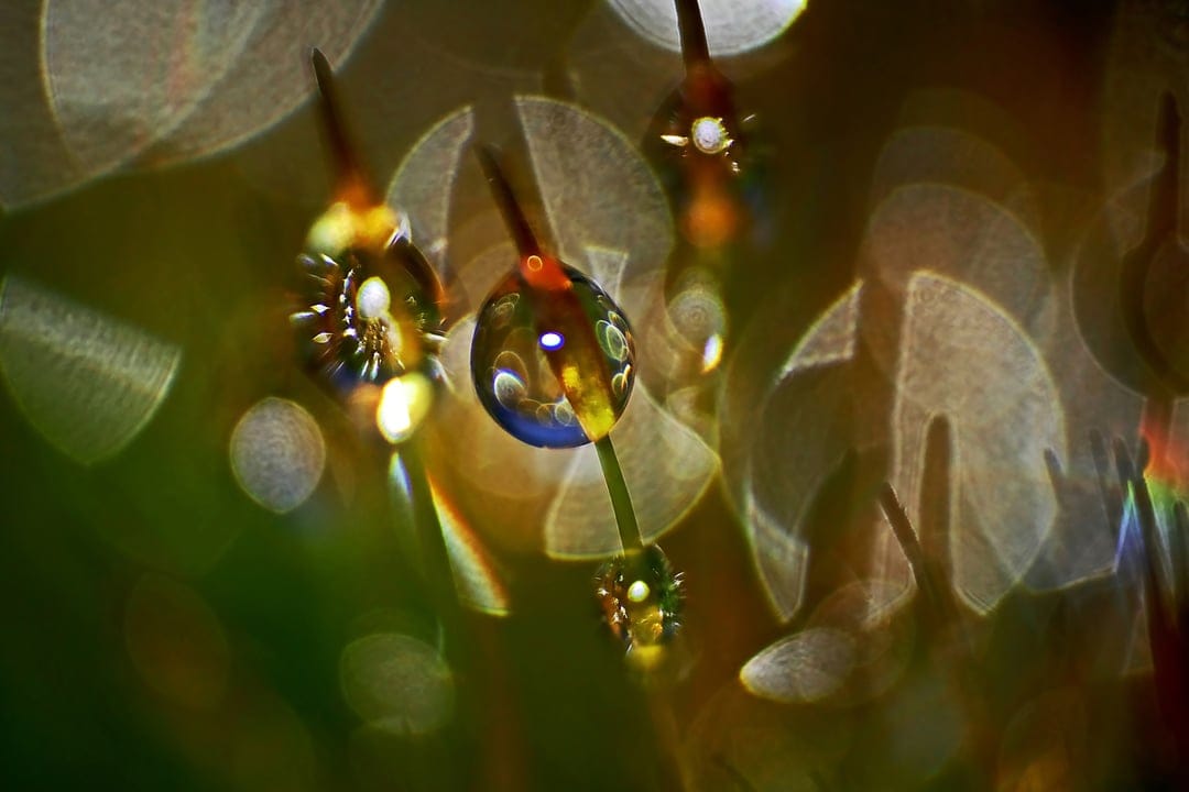 Spherical water droplets hang on green grass blades with a soft golden bokeh background in this macro close-up.
