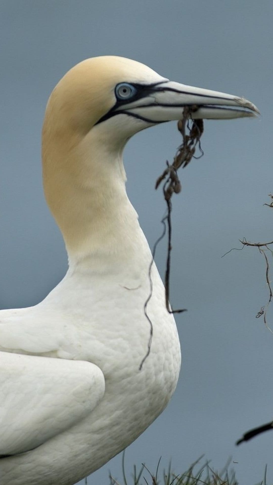 Gannet bird with blue eyes holds dried grass in its beak against a soft blue sky and blurred coastal foliage.