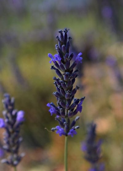 Lavender flower stalk with purple florets shown in a sharp close-up against a soft-focus green garden background.