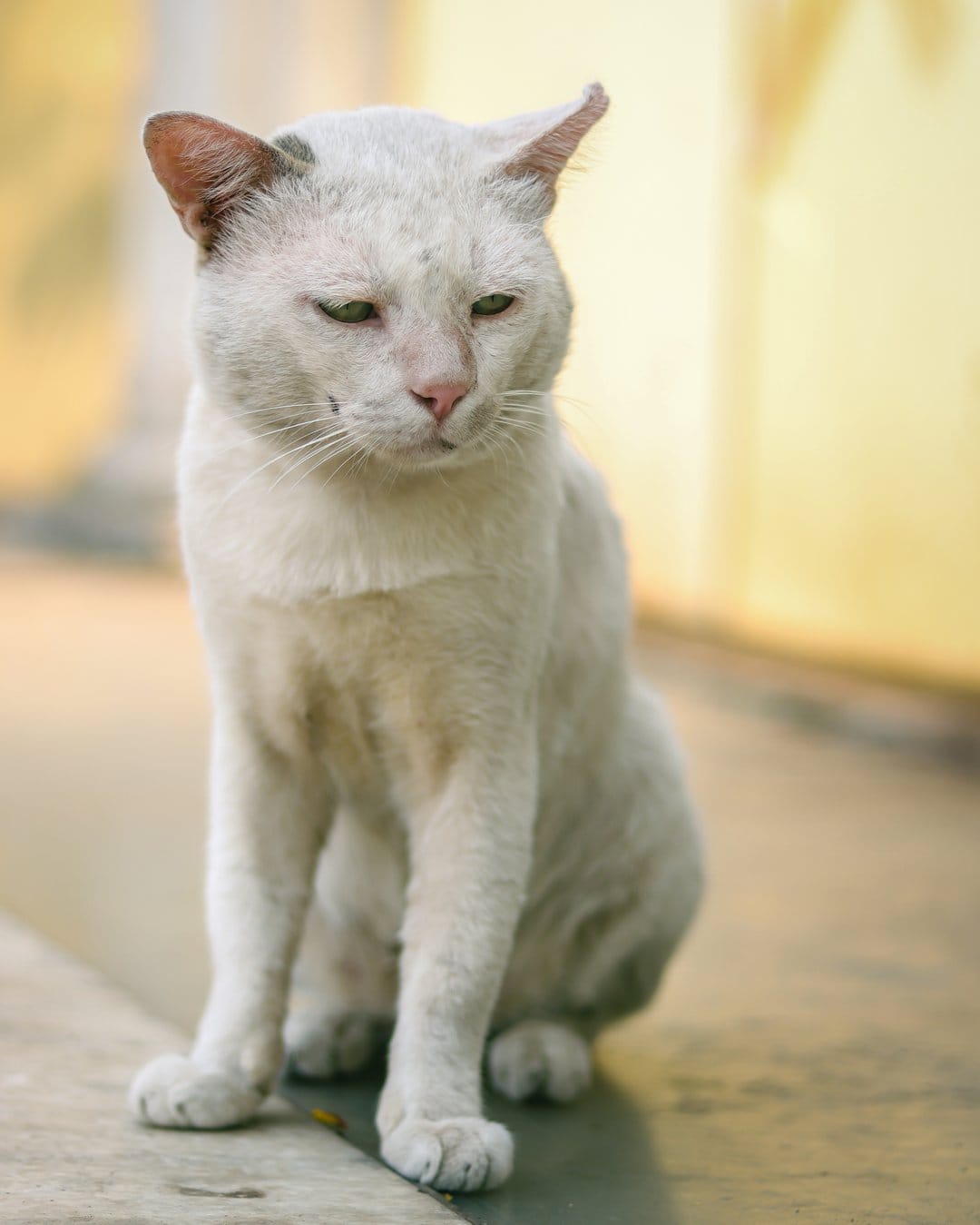 White cat with dilated pupils sits on concrete with downcast green eyes against a warm blurred background.