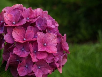 hydrangea,flower background,plant,beautiful wallpaper,mac wallpaper,cool backgrounds,wallpaper 4k,4k wallpaper,gardens,free wallpaper,flower,wallpaper hd,4k wallpaper,flower wallpaper,windows wallpaper,group,floral background,full hd wallpaper,flowering,b