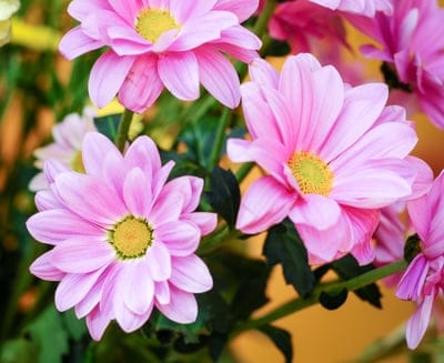 Pink chrysanthemums with yellow centers and green leaves appear in a close-up macro view with a soft background.
