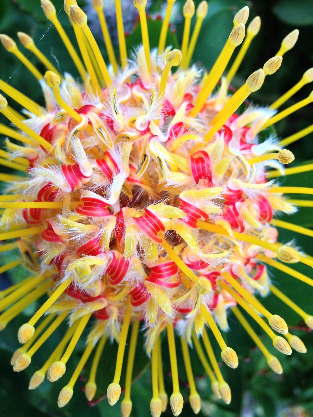 Yellow and red pincushion protea bloom with thin arching stamens against a blurred green leafy background.