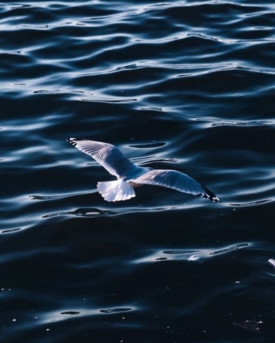 seagull,sea,bird,wings,water