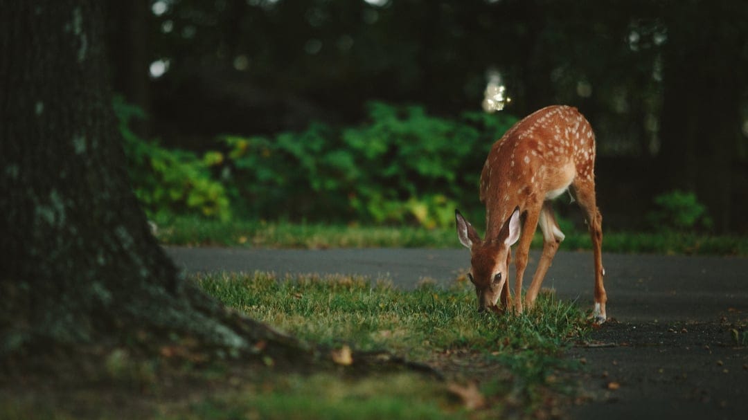 Spotted fawn grazing on green grass between a large tree trunk and a paved path in a sunlit, peaceful forest.