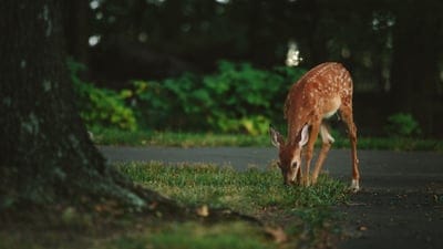 Deer,Deer  wallpaper,wildlife,jungle view,animal