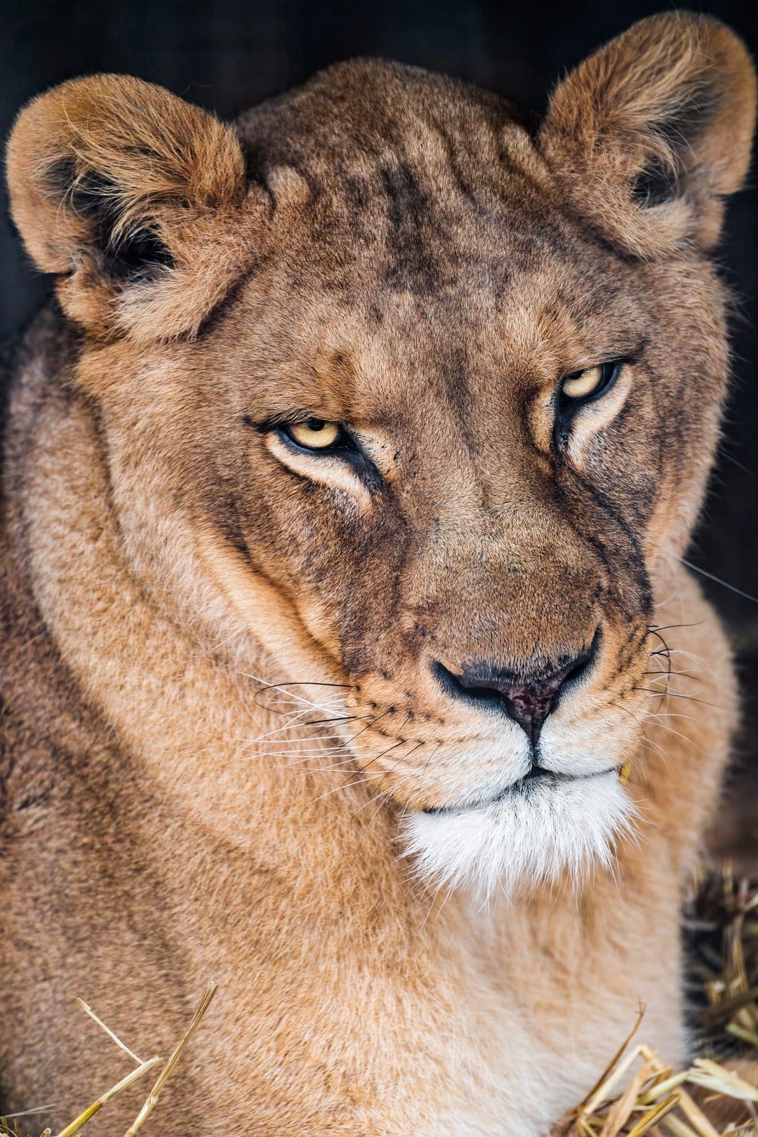 Lioness face with piercing yellow eyes and golden fur emerges from a dark background in a close-up wildlife shot.