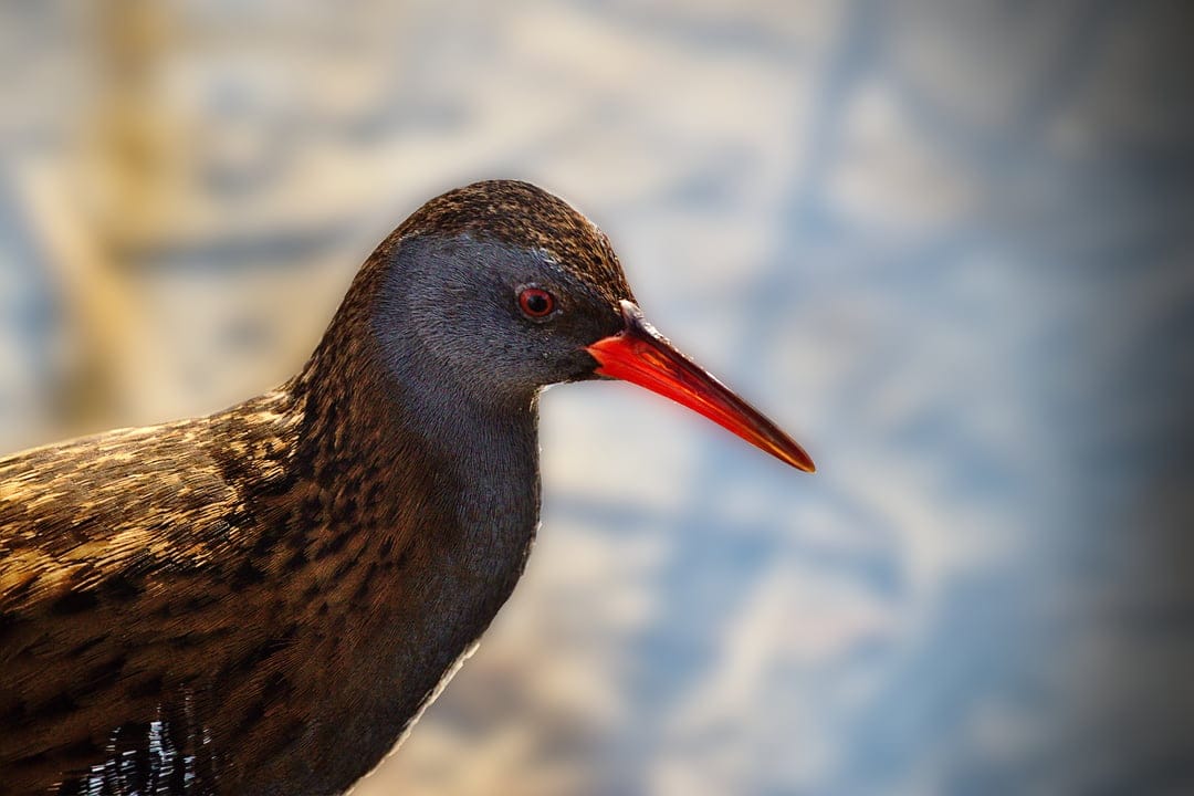 Water Rail bird with a bright red beak and grey head features detailed brown feathers against a blurred background.