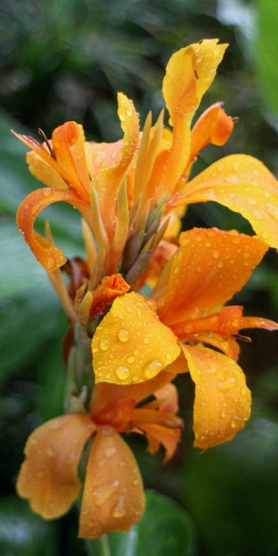 orange flowers,water droplets,raindrops,blossom,garden,nature