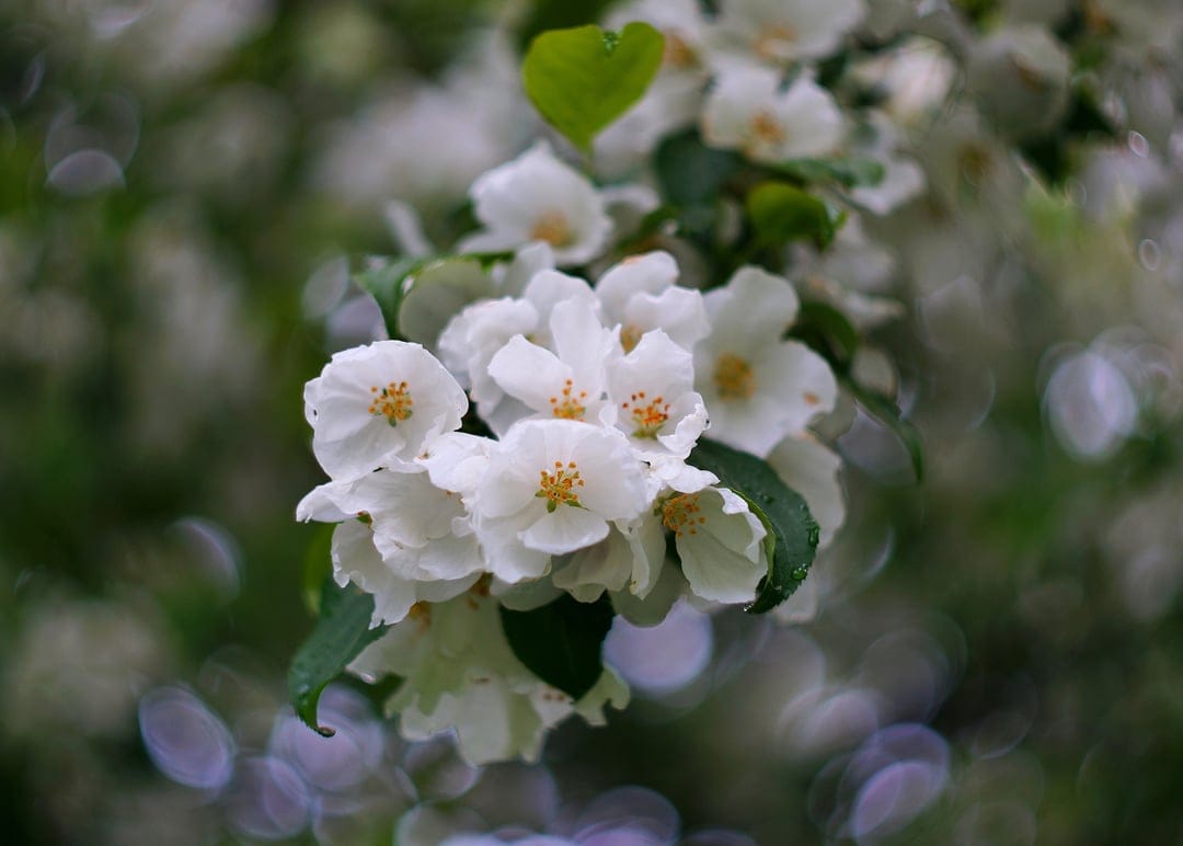 White cherry blossoms with yellow centers display intricate petal textures against a blurred green background.