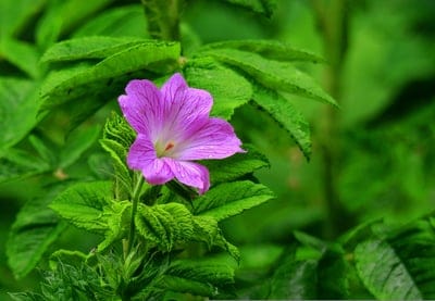 Pink geranium flower with ruffled petals centered against soft-focus green foliage in a sunlit garden setting.