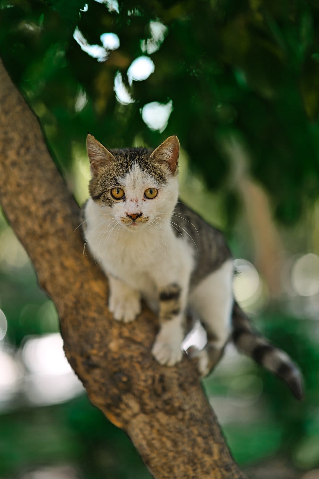 Tabby cat with yellow eyes sits on a mossy branch surrounded by blurred green leaves and warm dappled sunlight.