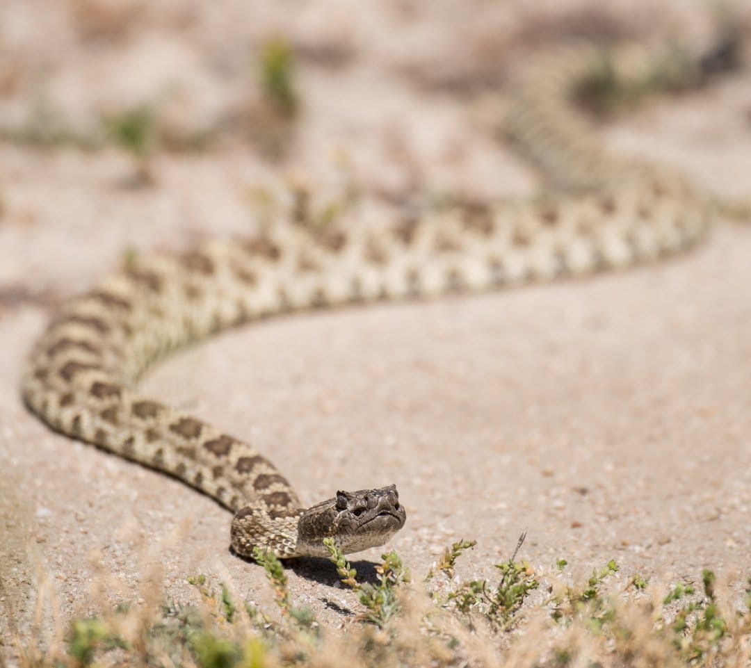 Rattlesnake with diamond scale patterns coiled on dry sand near small shrubs in a close-up eye-level view.