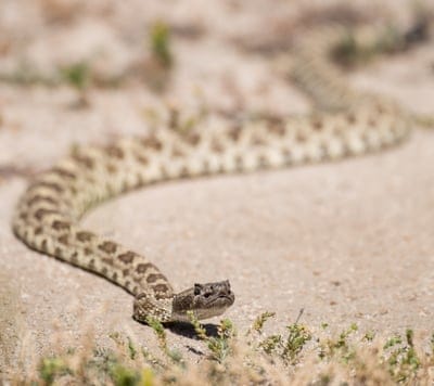 Snake,Snake wallpaper,Snake background,animal,wildlife