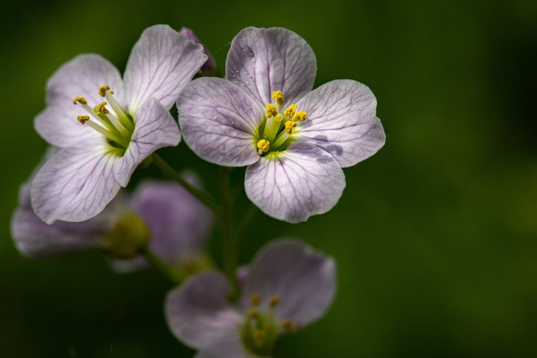 Pale purple flowers with textured petals and yellow stamens against a dark green blurred bokeh background.