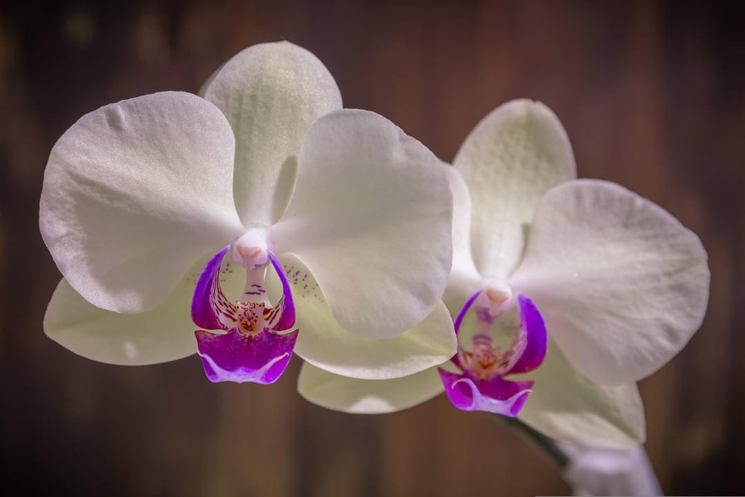 Two white orchids with deep purple centers bloom against a soft bokeh background with bright green stems.