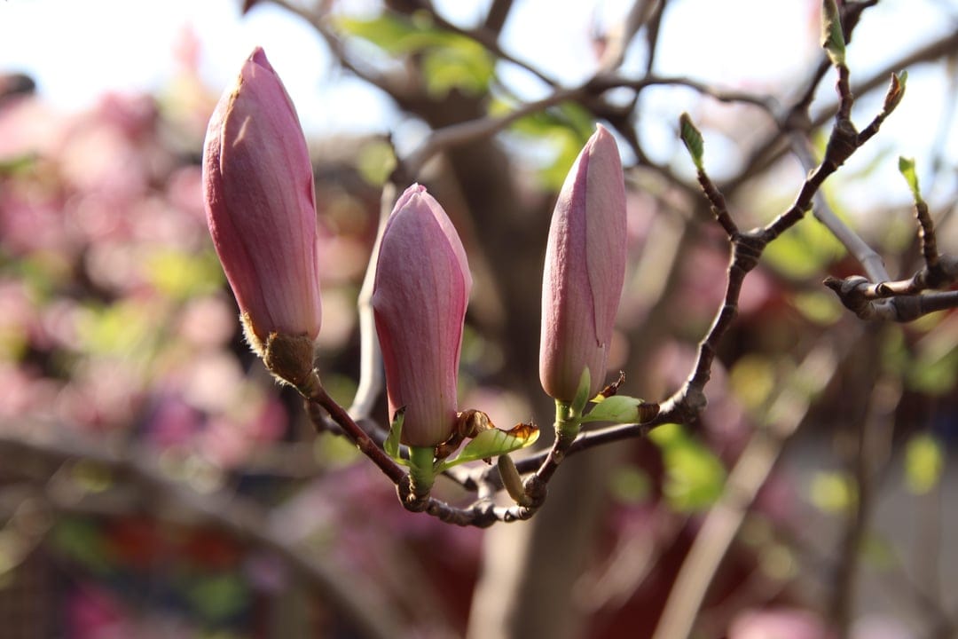 Three pink magnolia buds rest on a brown branch with sunlight illuminating their fuzzy, velvety texture.