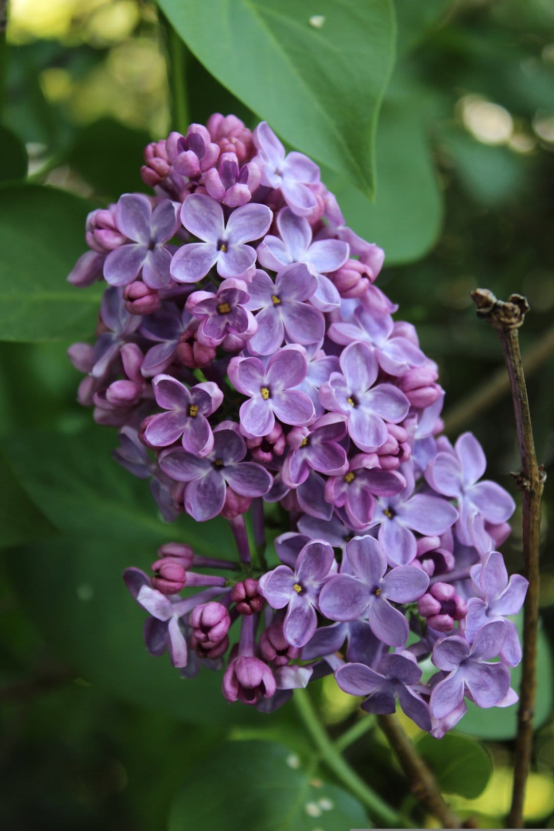Purple lilac florets with tiny petals and green leaves are captured in a close-up view with a blurred background.