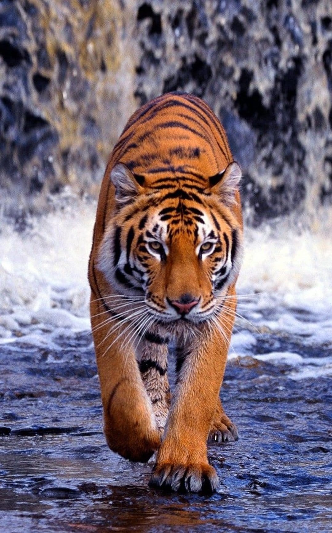 Bengal tiger with orange stripes walks through a shallow river in front of a cascading jungle waterfall.