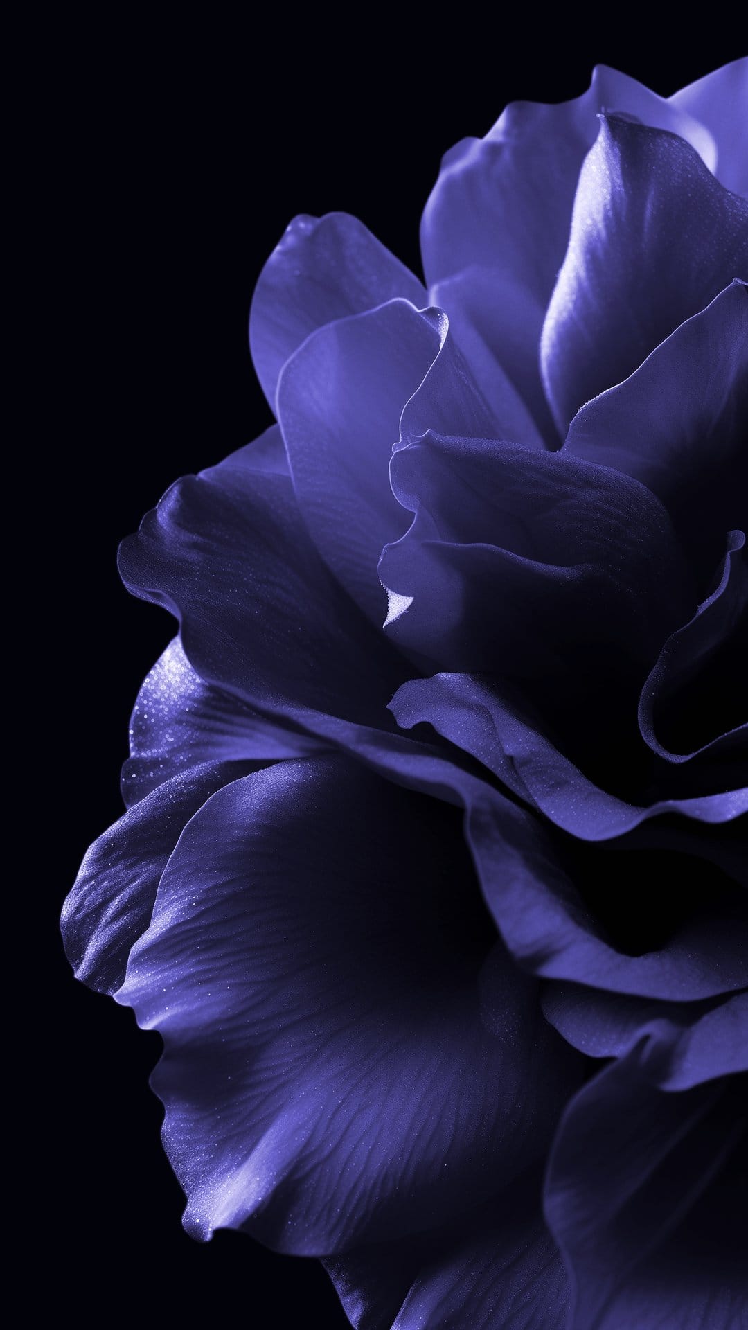 Deep purple rose petal showing intricate veins and a velvety texture against a dark, shadowy background.