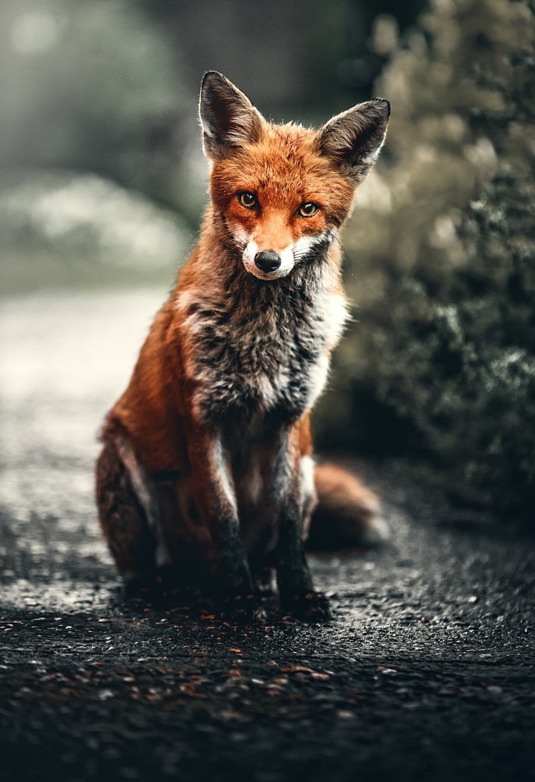 Red fox with orange fur and a grey chest sits on a dark forest path, staring forward with sharp, amber eyes.