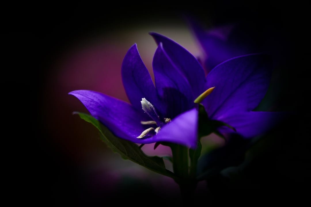 Purple bell flower with white stamen and soft petals against a dark, blurred pink and violet background.