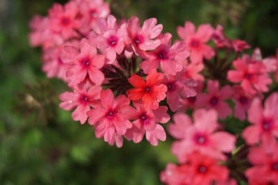 Pink verbena flowers with bright red centers bloom in a dense cluster against a blurred green leafy background.