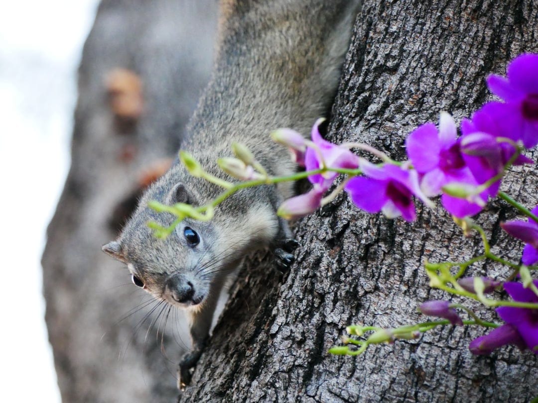 Grey squirrel with blue eyes clings to a textured tree trunk near blooming purple orchid flowers in a forest.