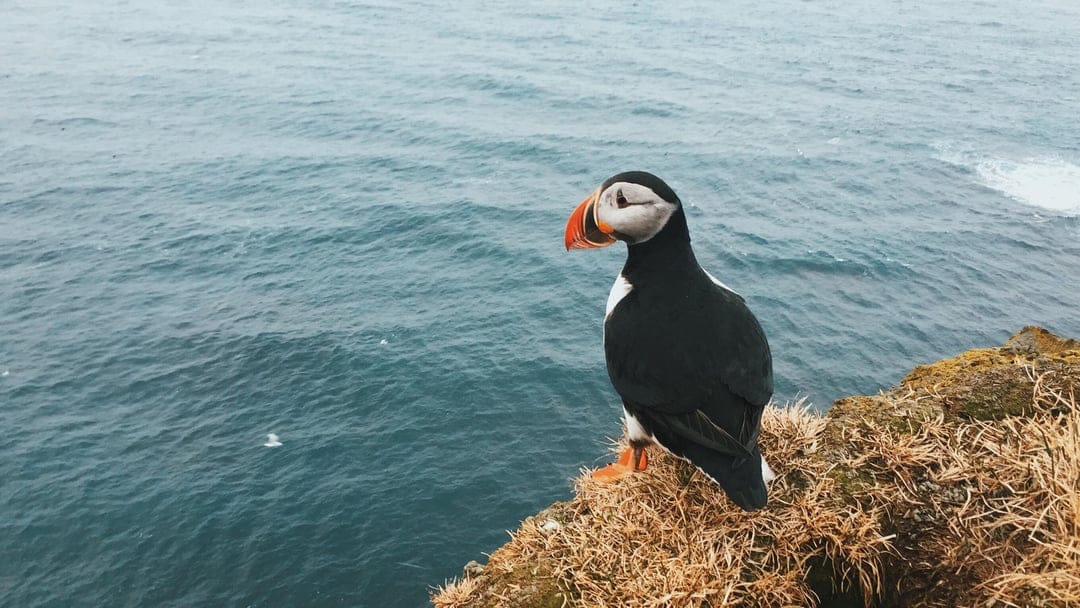 Atlantic puffin with a colorful beak stands on a grassy cliff edge overlooking a vast blue ocean under soft light.