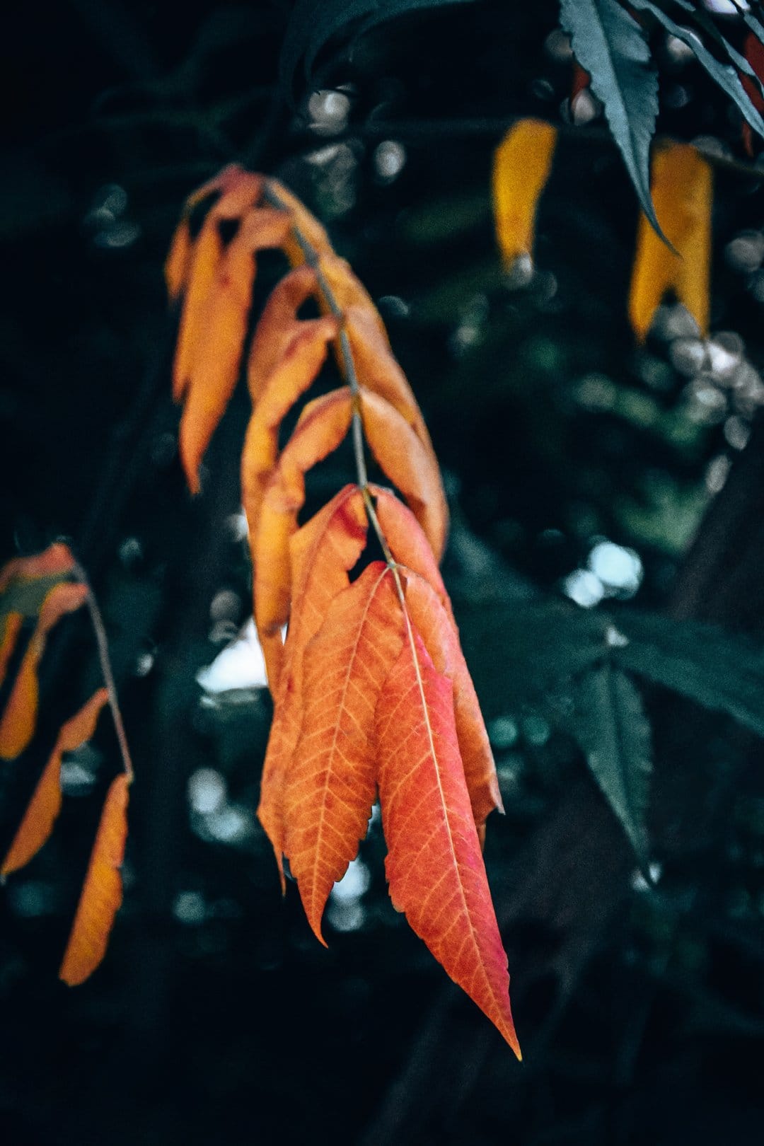 Red and orange autumn leaves on a dark branch with visible veins, captured in a macro vertical composition.