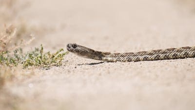 Snake,Snake wallpaper,Snake background,Snake photo,wildlife