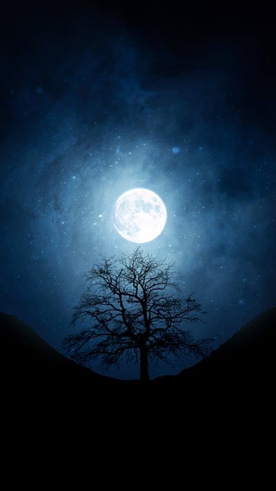 trees,silhouette,moon,night,dark