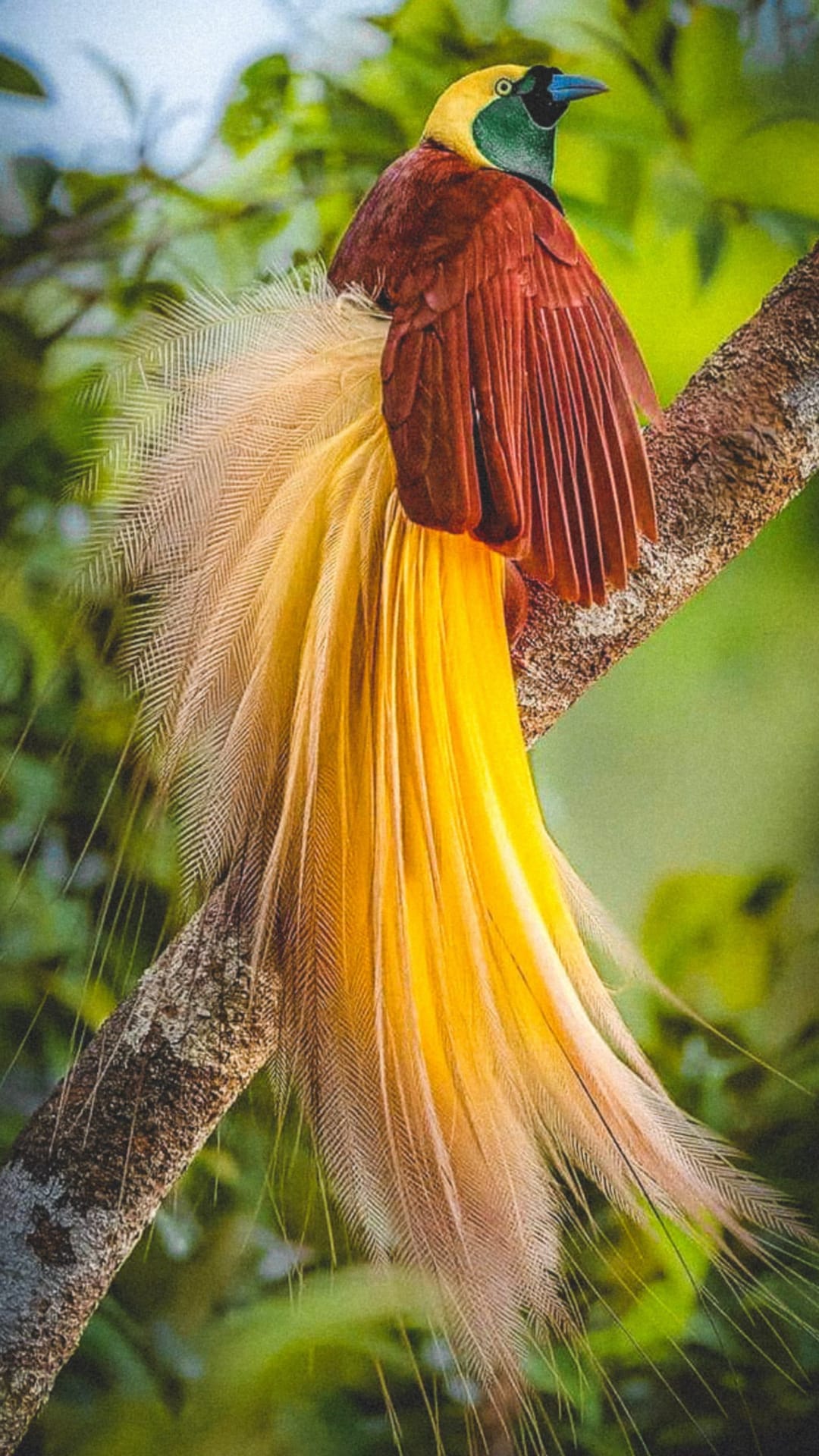 Lesser Bird-of-Paradise with golden tail feathers and a blue beak perched on a branch against green foliage.