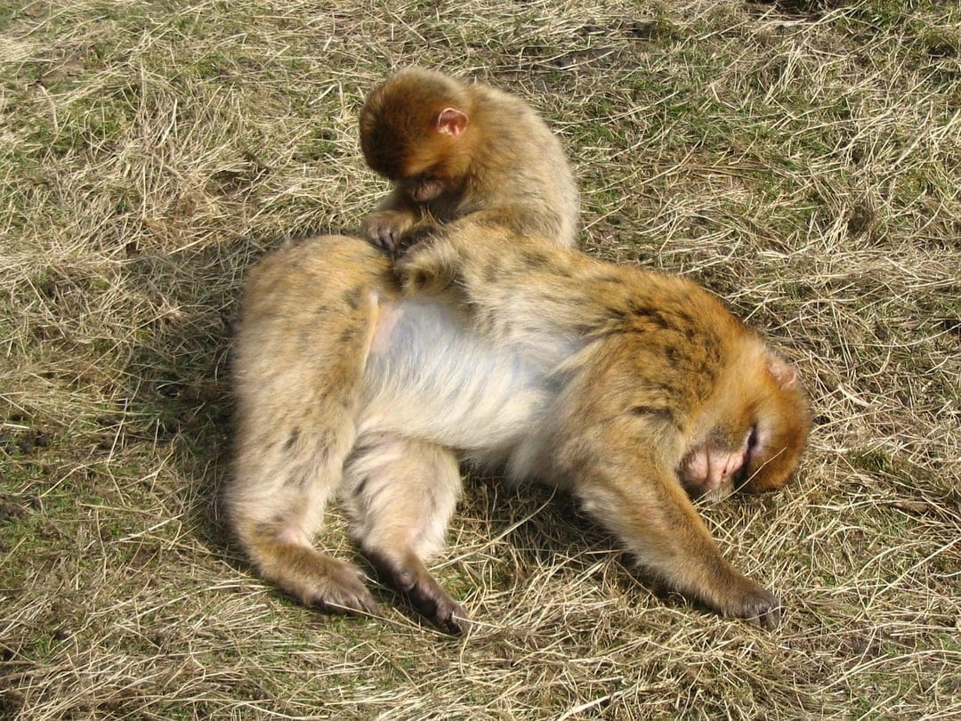 Barbary macaques groom each other on patchy dry grass, showcasing detailed fur textures and social interaction.