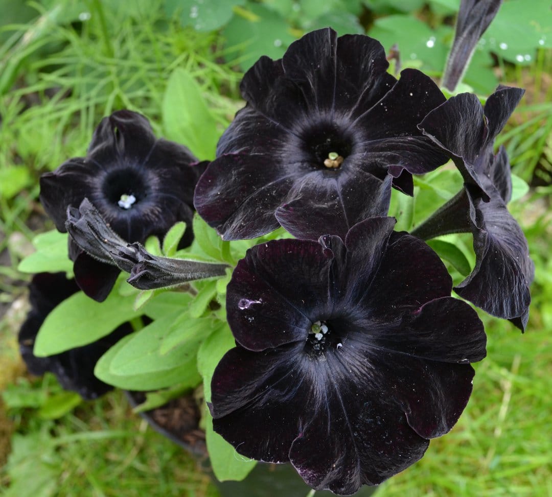 Black petunia flowers with velvety texture bloom amidst green leaves in a moody vertical macro photography shot.